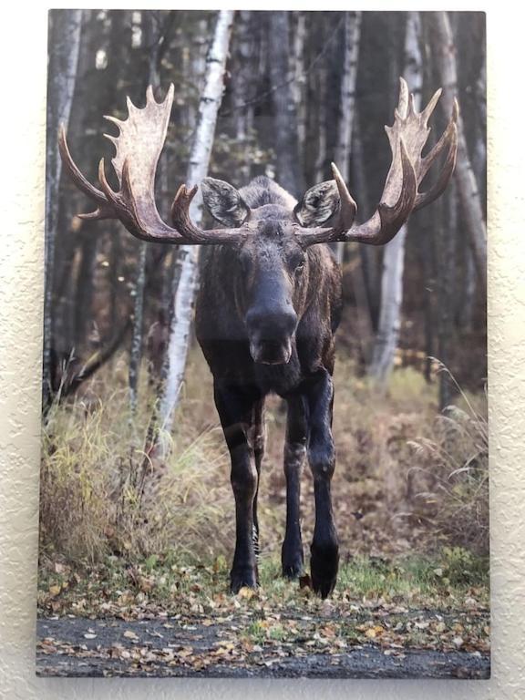 The Moose Crossing Apartment Anchorage Exterior photo